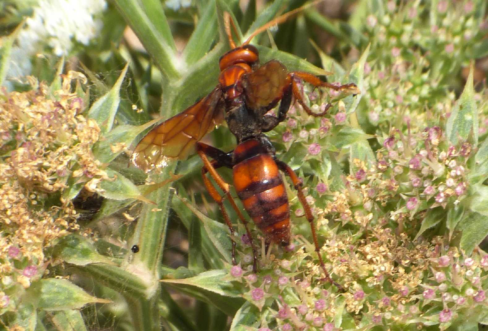 Pompilidae: Cryptocheilus rubellus